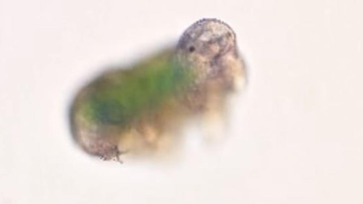 animal congelat reanimat