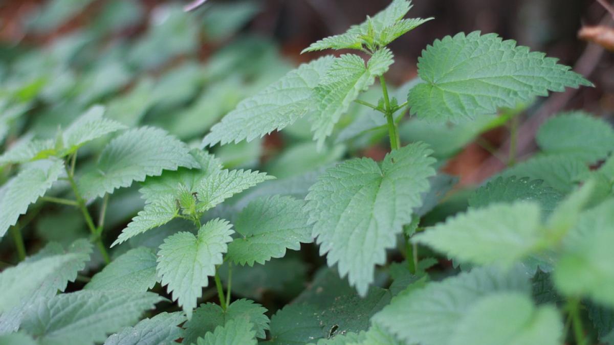 combatere stres cu plante