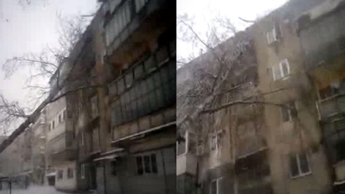 copac prabusit peste un bloc de locuinte autoritatile ridica din umeri