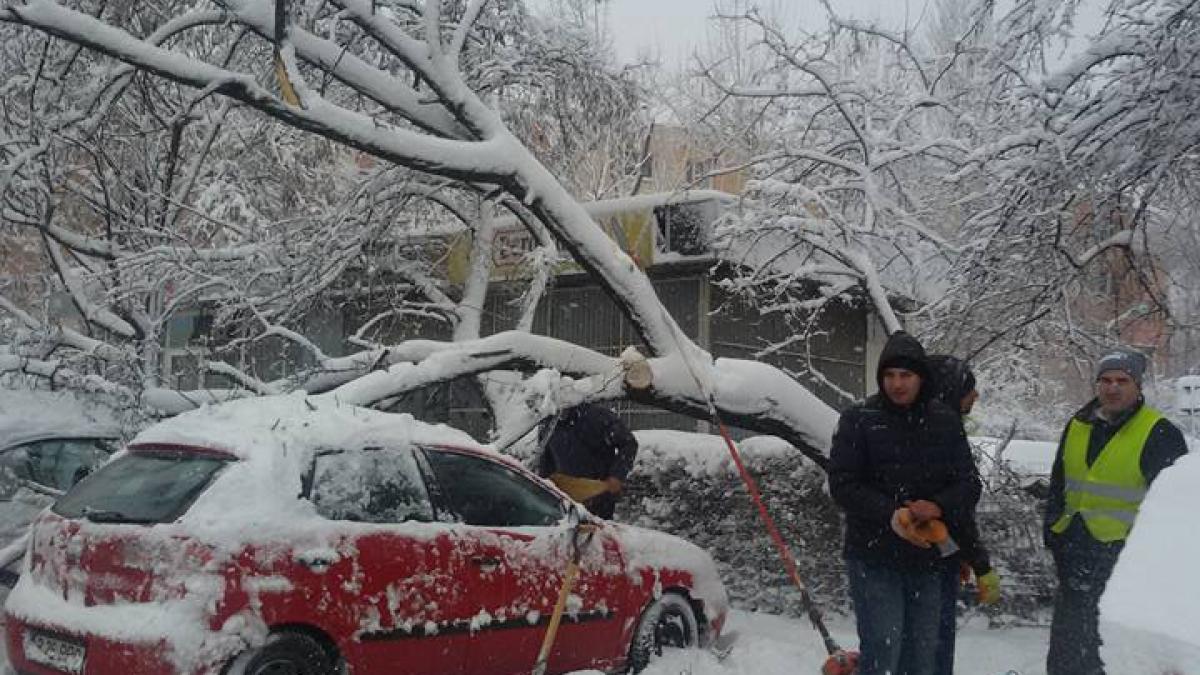 copaci cazuti bucuresti