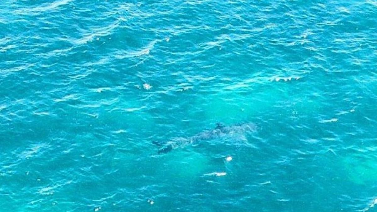 imaginea care a provocat isterie pe internet autoritatile au dat alarma dupa ce au vazut fotografia