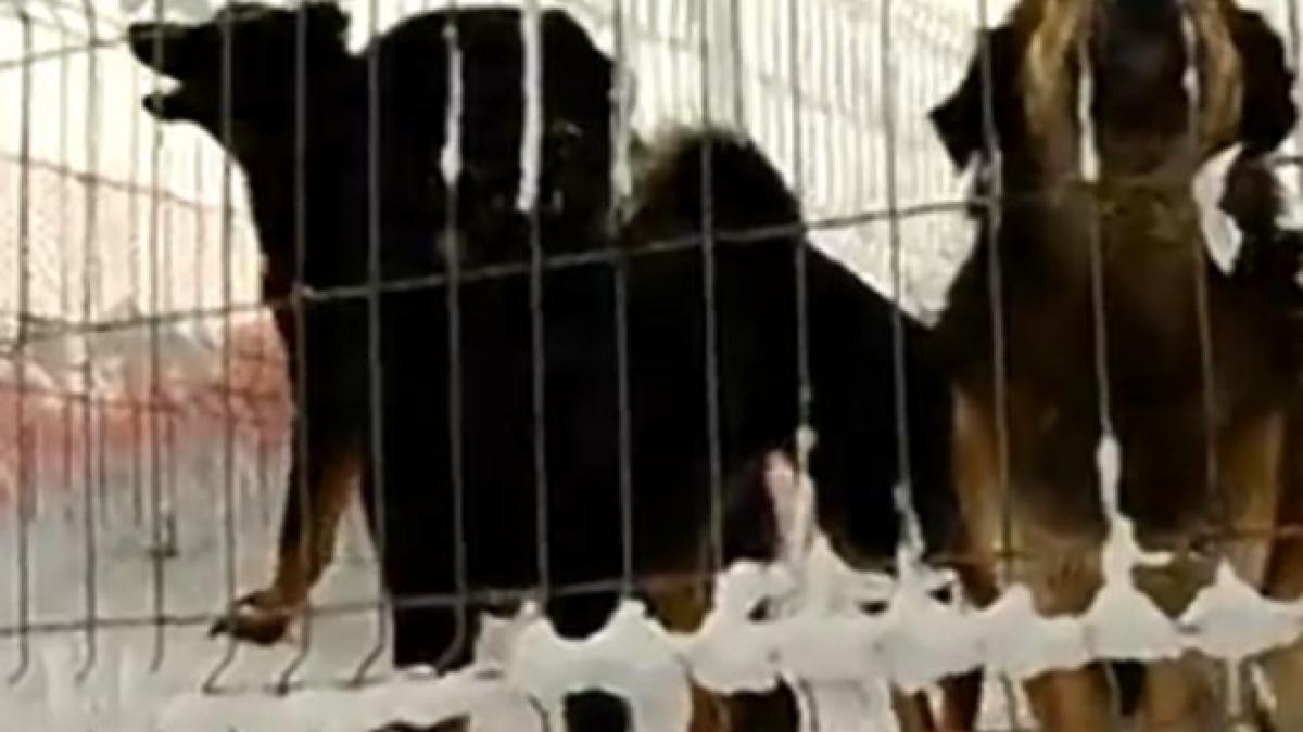 caini adapost belciugatele