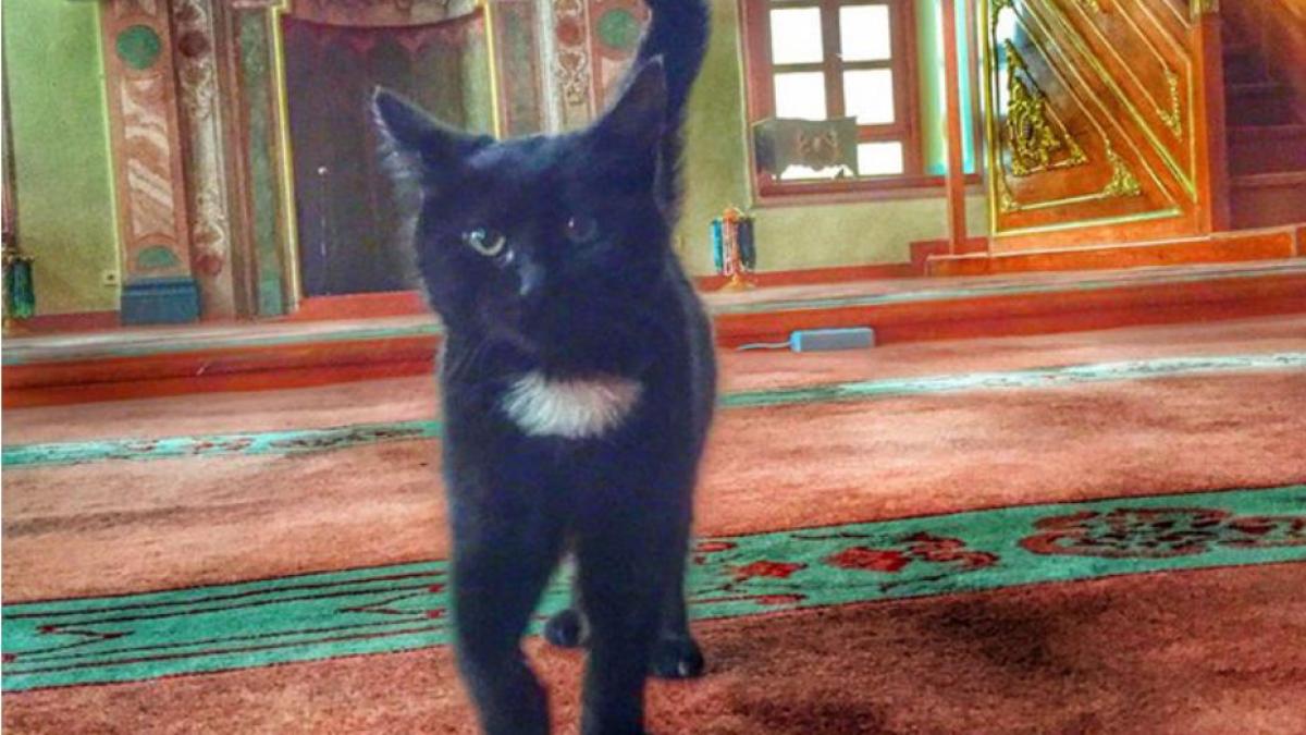 o moschee din istanbul a fost invadata de pisici cu permisiunea imamului