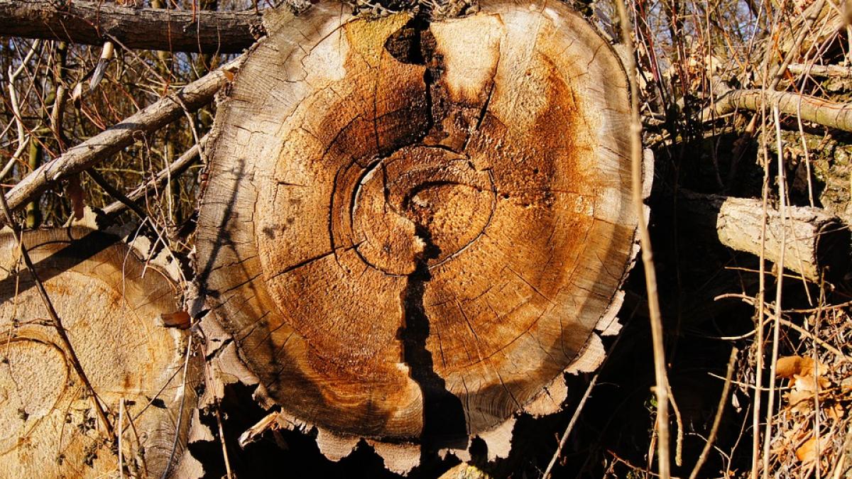 dna 19 perchezitii in judetele iasi si botosani trei la institutii publice