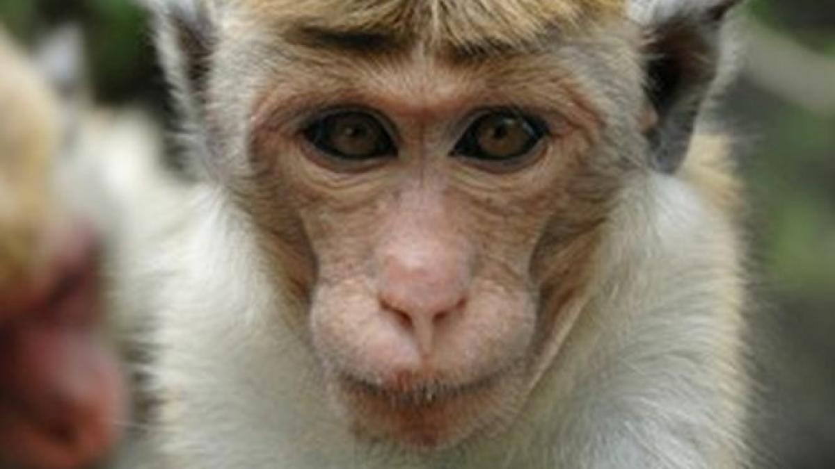 operatie de transplant de cap la o maimuta ce s a intamplat cu animalul dupa interventie un medic