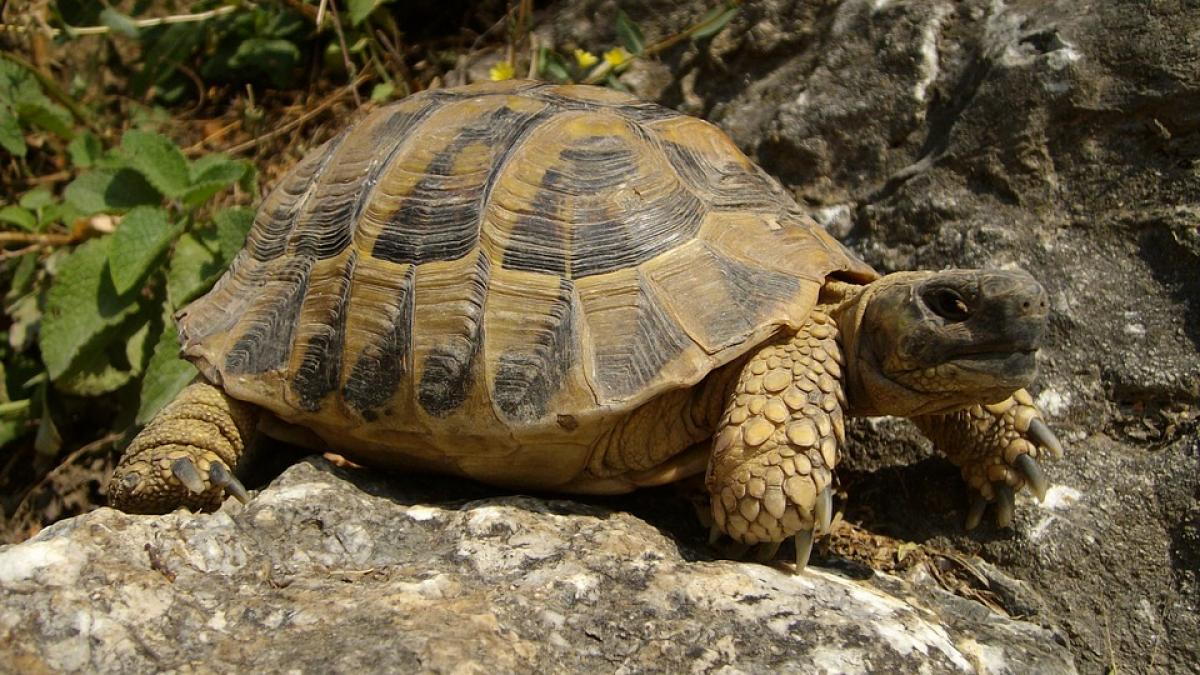 testoasa batrana 183 de ani