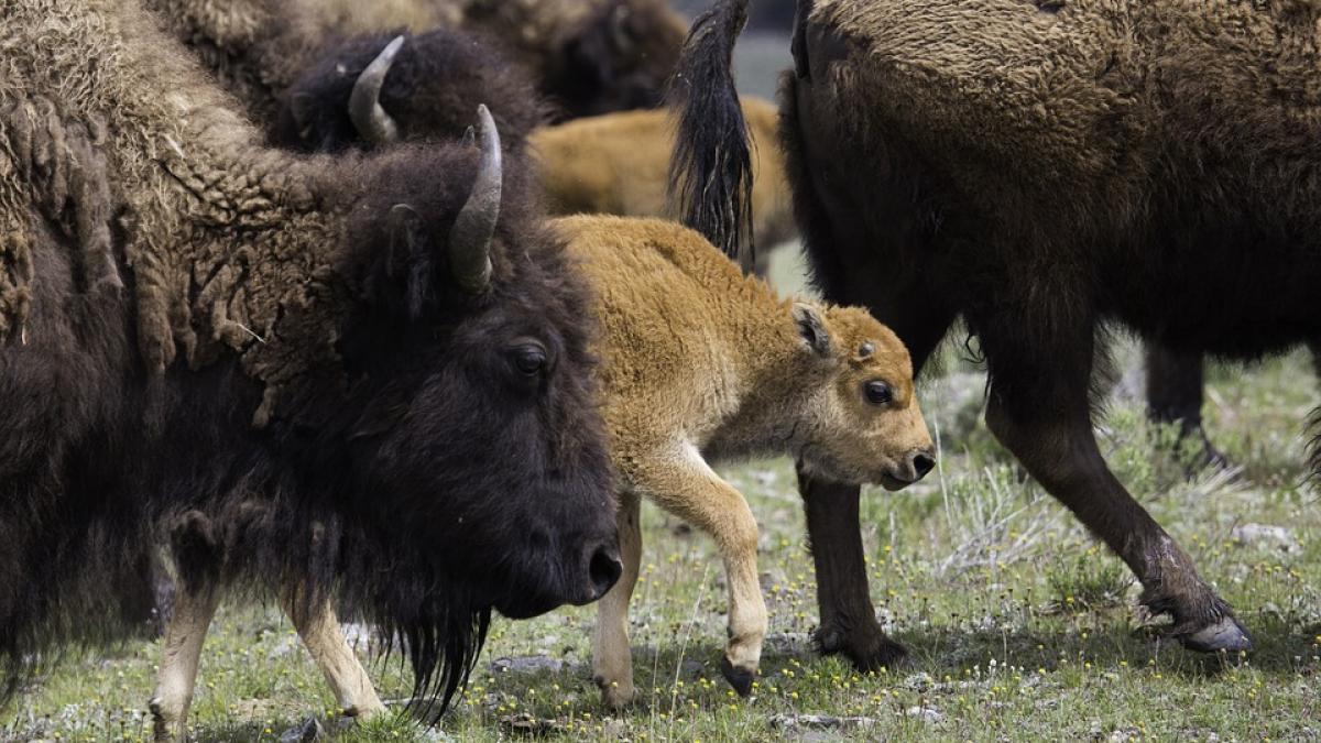 zimbri ucisi de cainii salbatici din carpati imagini cu haita de caini care i a atacat