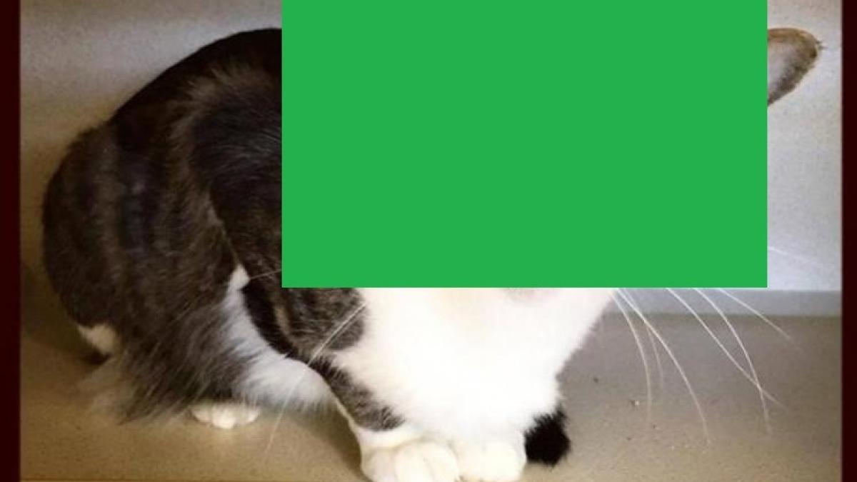 pisica star wars face ravagii pe internet