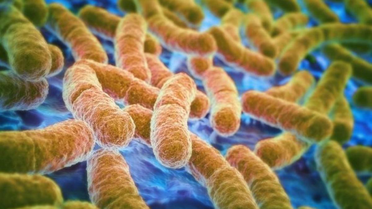 alarma mondiala bacterie rezistenta antibiotice