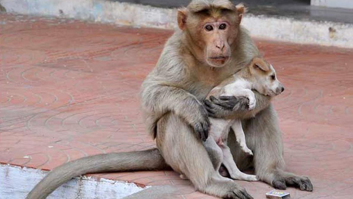 imagini de senzatie o maimuta a adoptat un catel si il ingrijeste ca si cum ar fi mama lui galerie