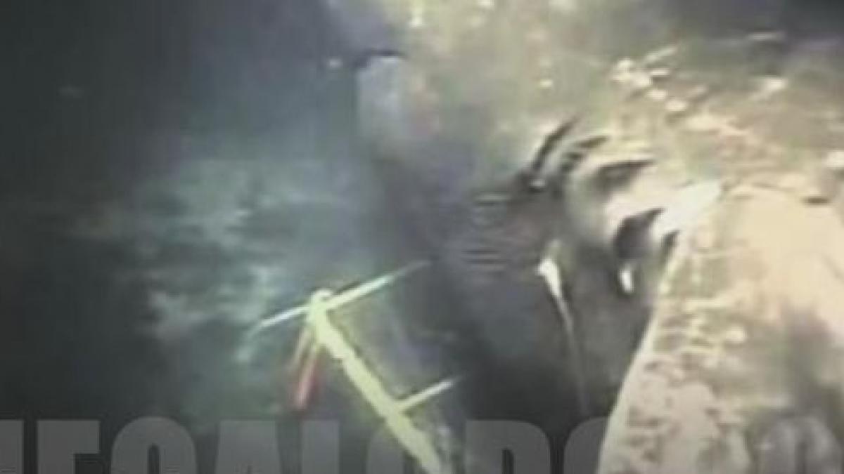 megalodon rechin balene istorie specie