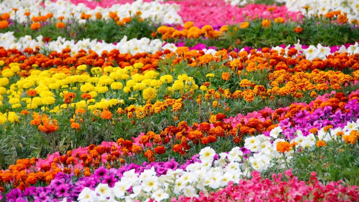 panselute bucuresti primari buget consiliu