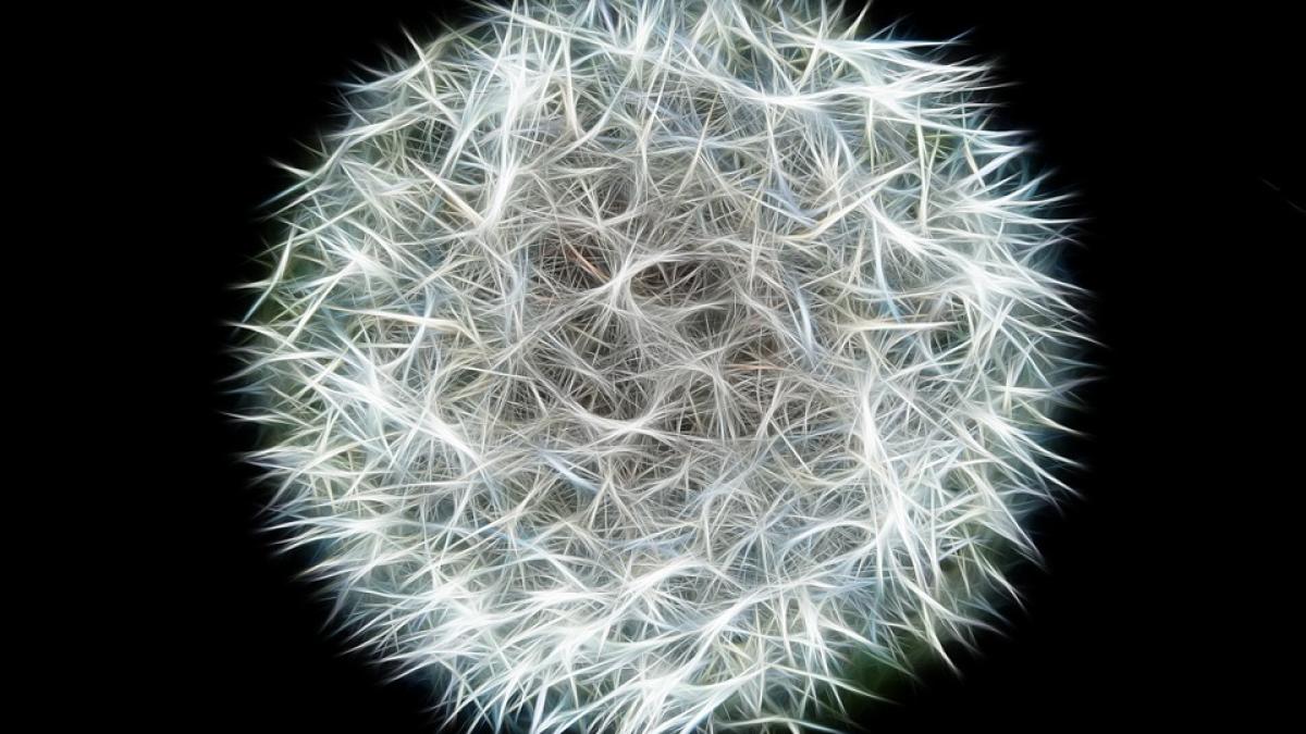 virus zika autoritati sarcini tantar