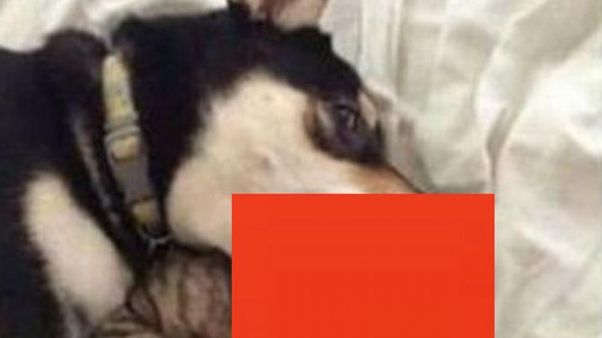 imagini socante postate pe facebook autoritatile au demarat o ancheta