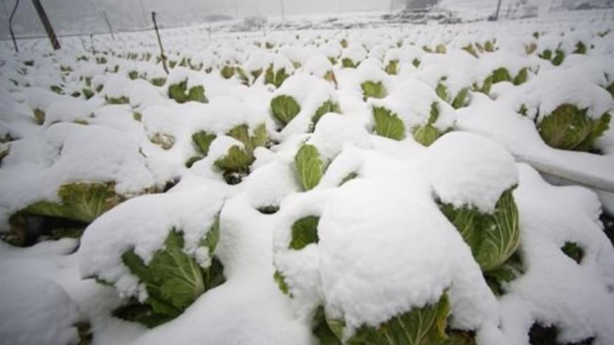 temperaturile minime record din taiwan au dus la 85 de decese