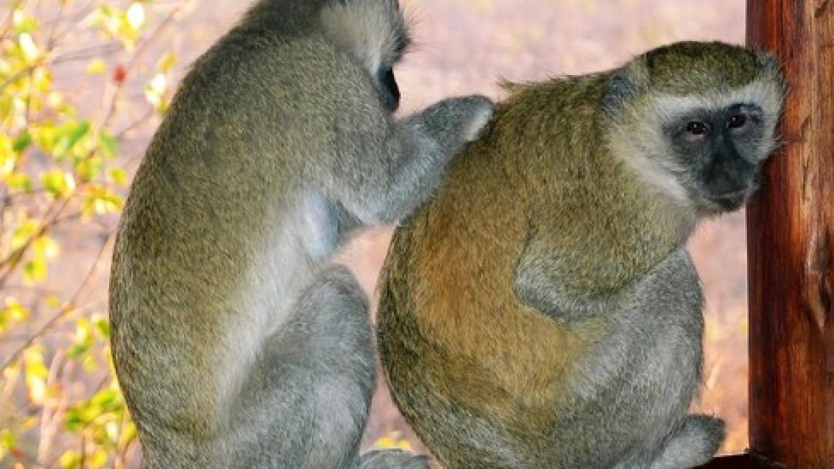 maimute autiste create in laborator