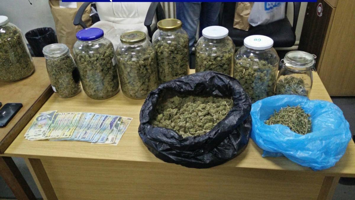 captura impresionanta de canabis la calarasi