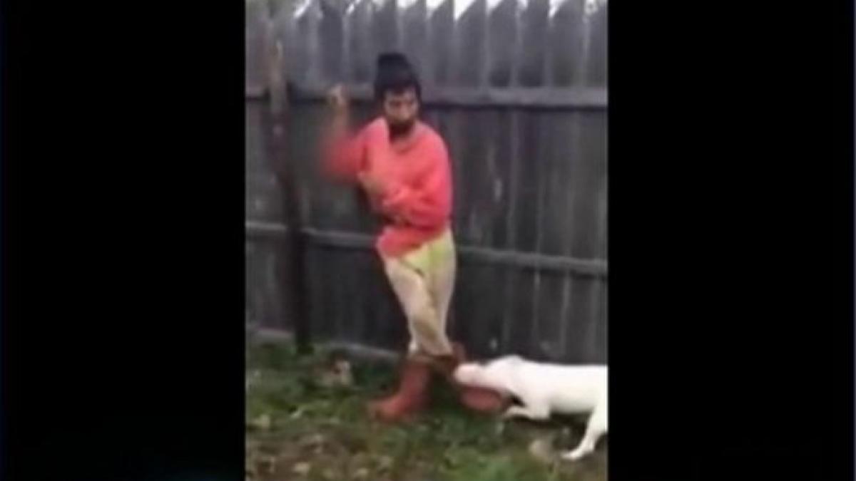 ce fac cristi si cainele azi