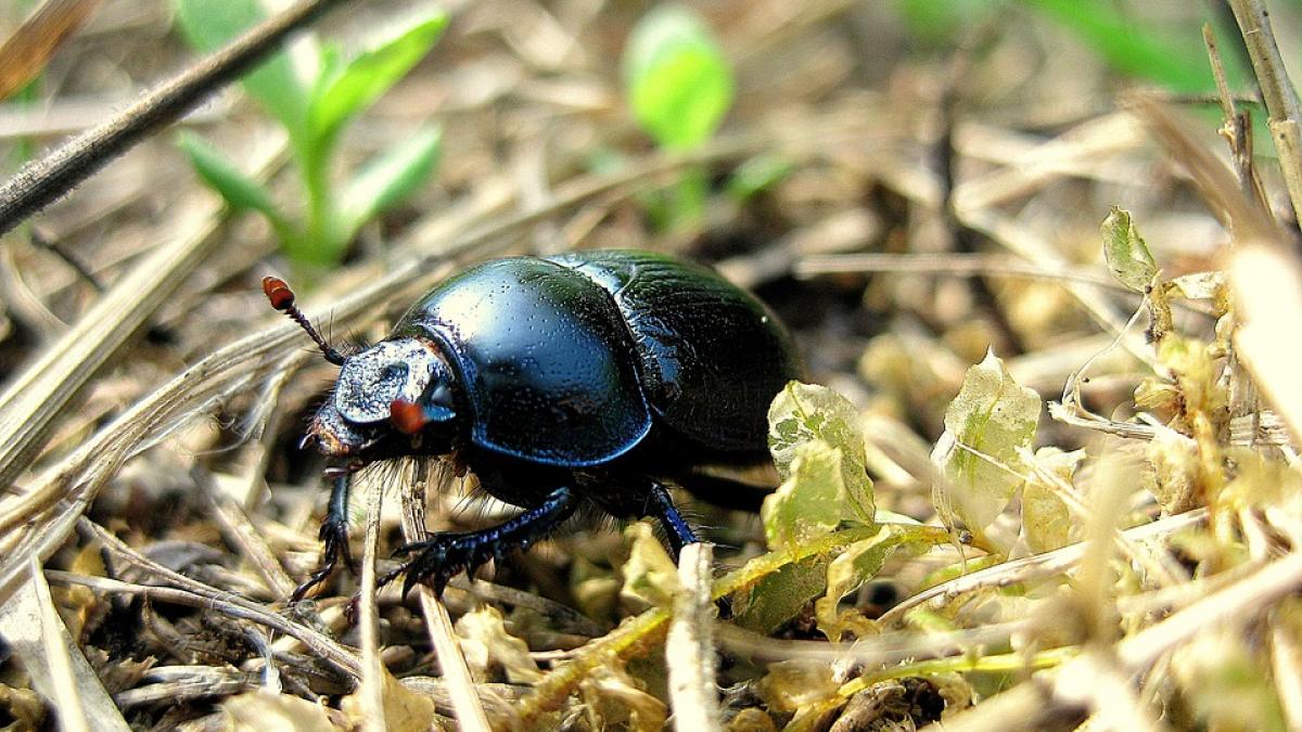descoperire gandac industrie aeronautica
