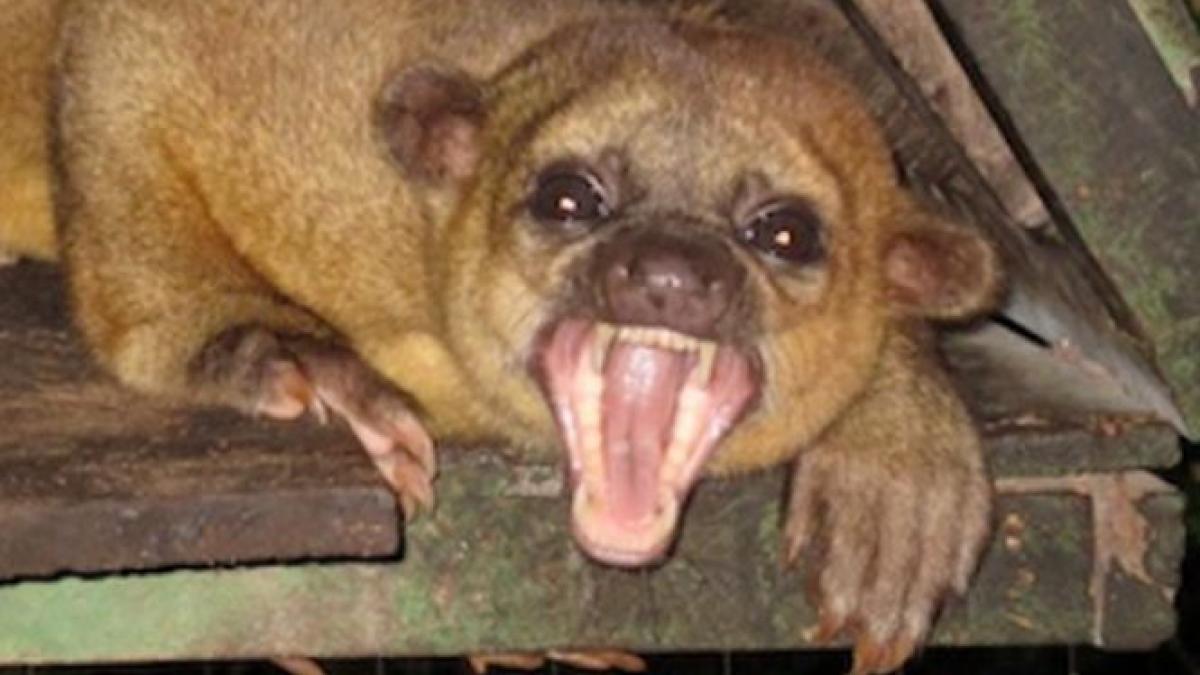 s a trezit din somn iar creatura aceasta o mangaia pe fata