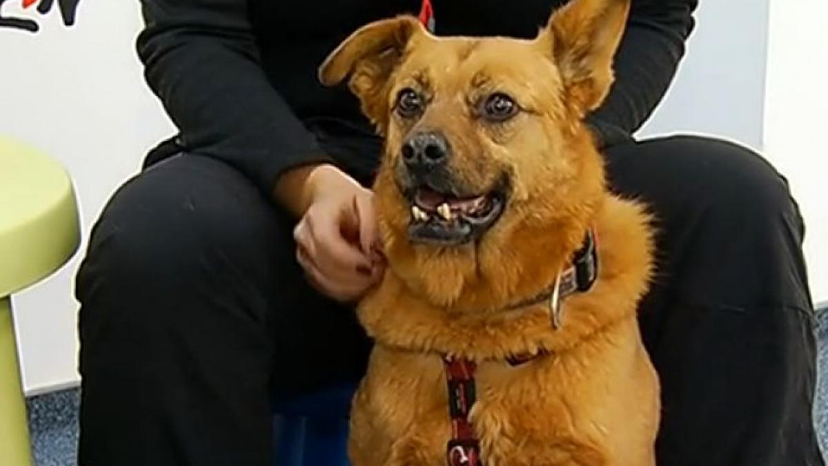 autismul tratat cu ajutorul maidanezilor