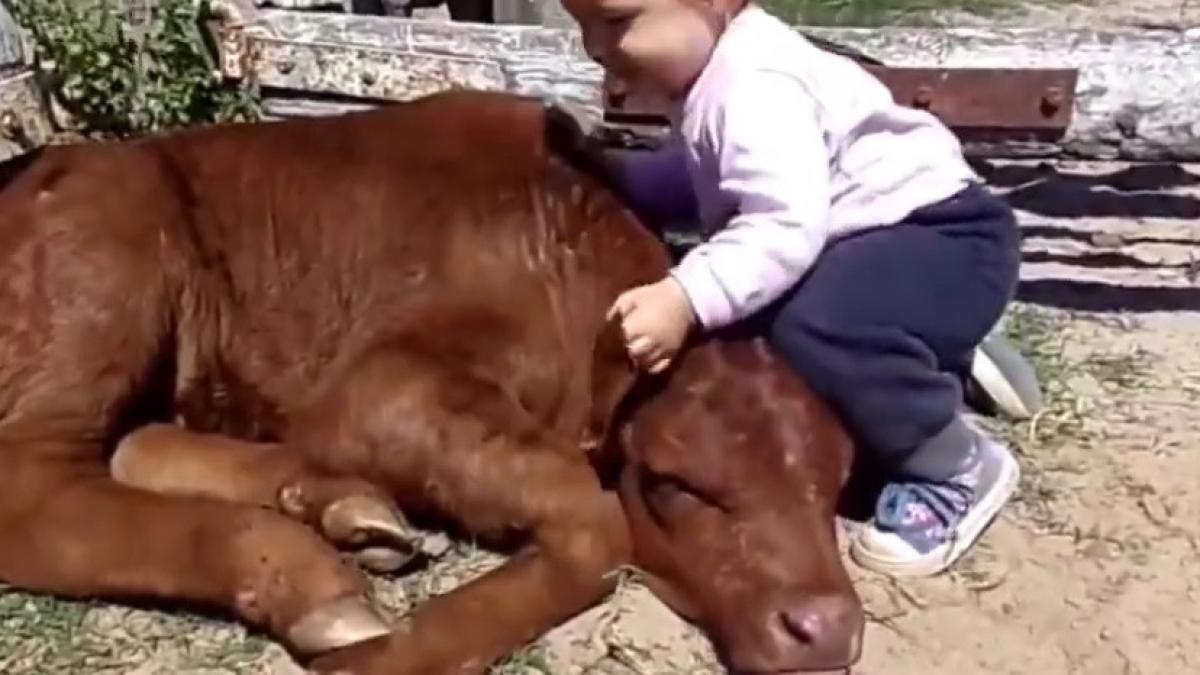 ce face un bebelus cu un vitel dragoste eterna