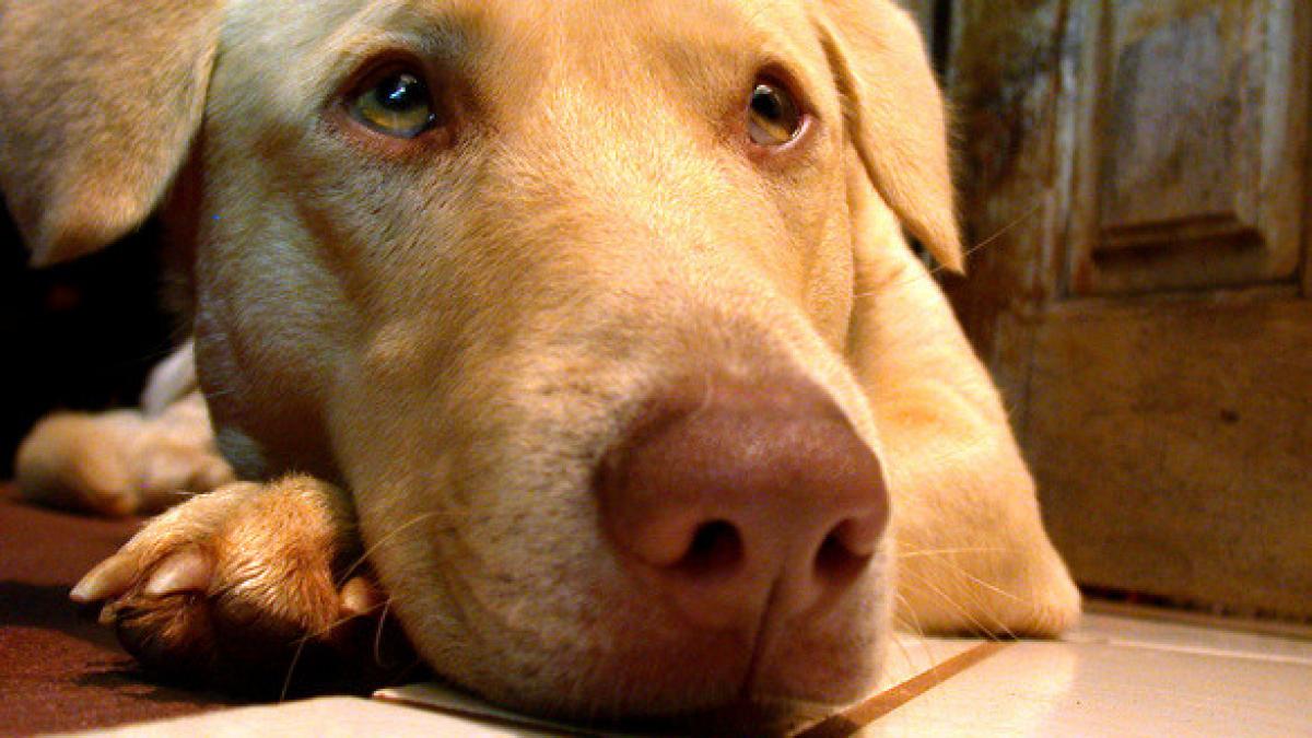 o femeie oarba se plimba cu cainele prin parc ce au putut sa i faca animalului este incredibil