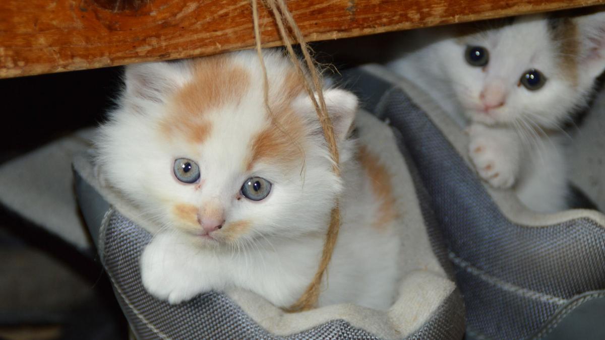 o timisoreanca si a cumparat o pisica de la mall a ramas socata cand a ajuns acasa