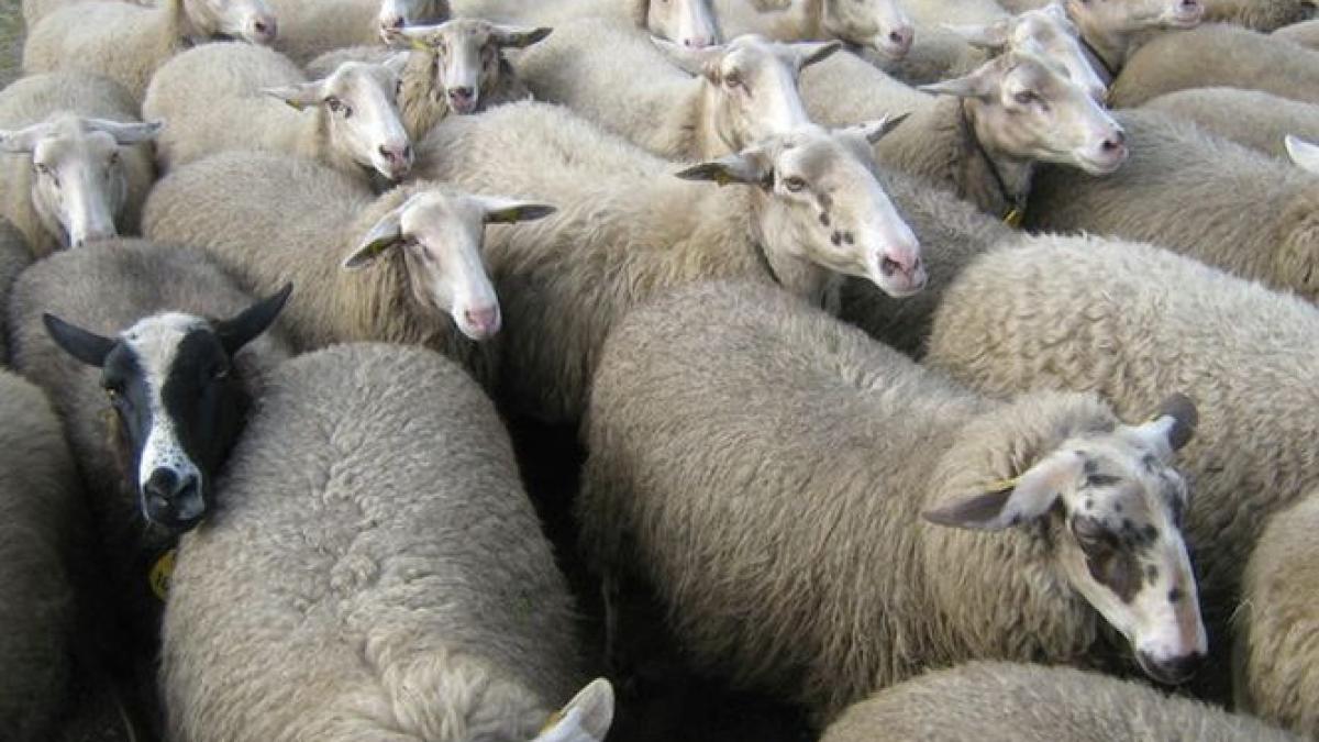 primar psd renunta pentru cresterea oilor