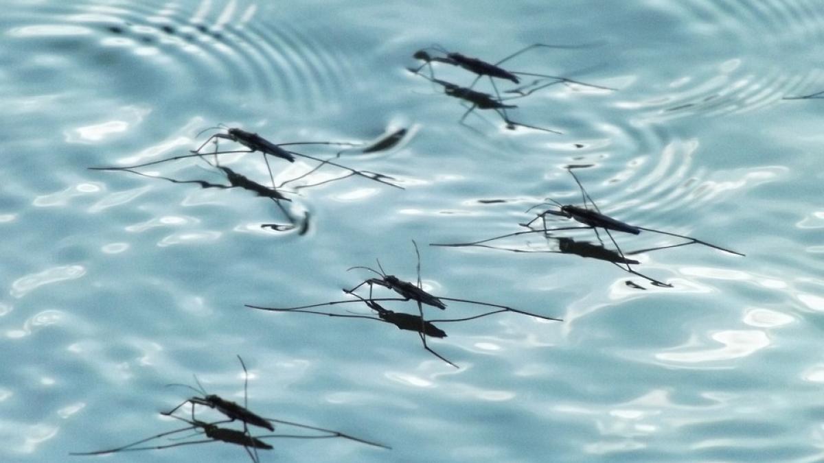 virus zika ritm sfaturi specialisti