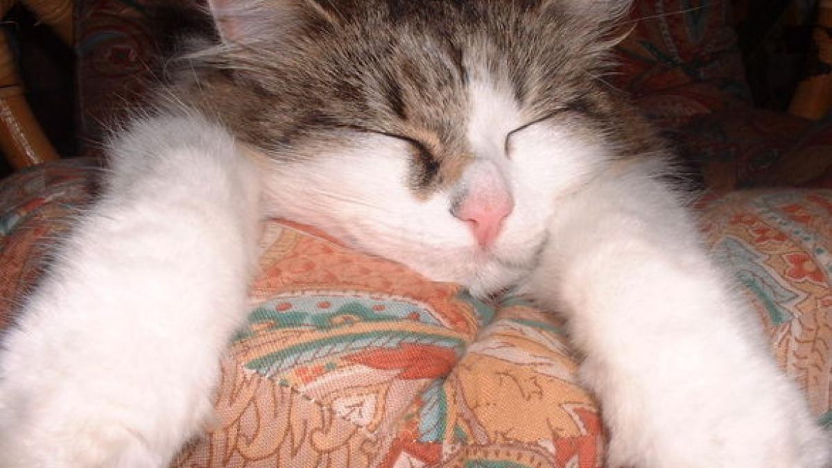 cea mai tare pisica a descoperit marele secret si