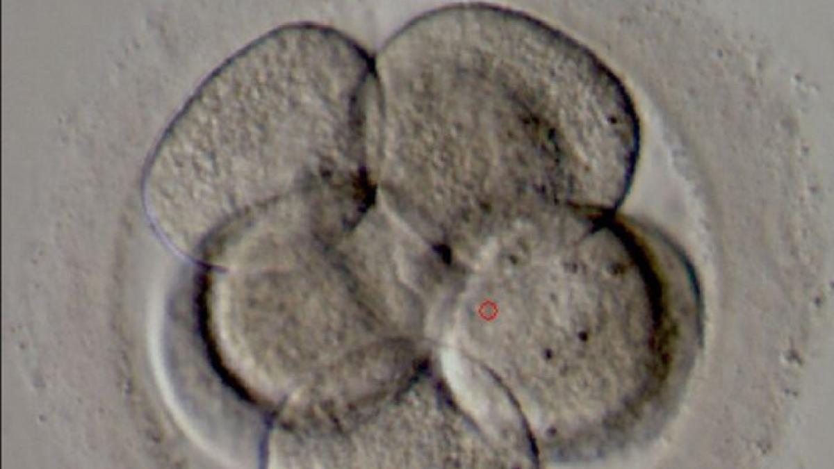 modificare genetica embrioni umani marea britanie