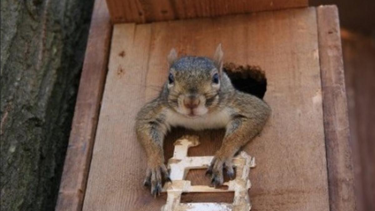 primaria bistrita cumpara casa pentru veverite la 4 600 euro si sistem audio video de 167 000 euro