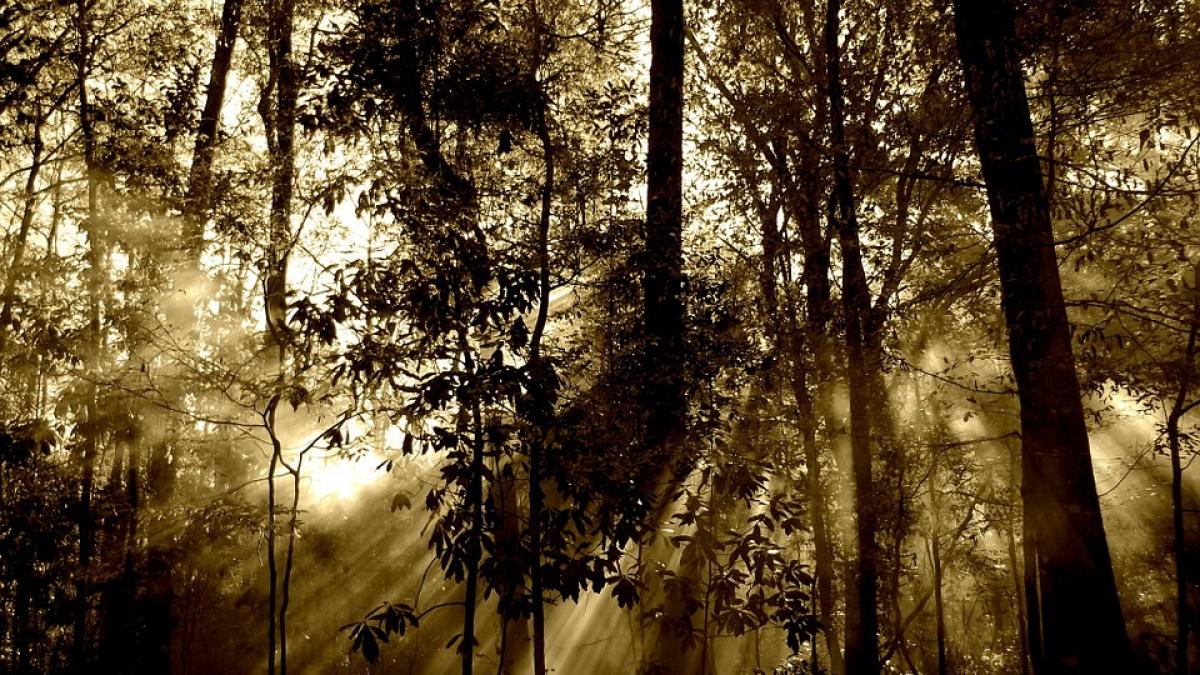 raport ciolos paduri copaci document