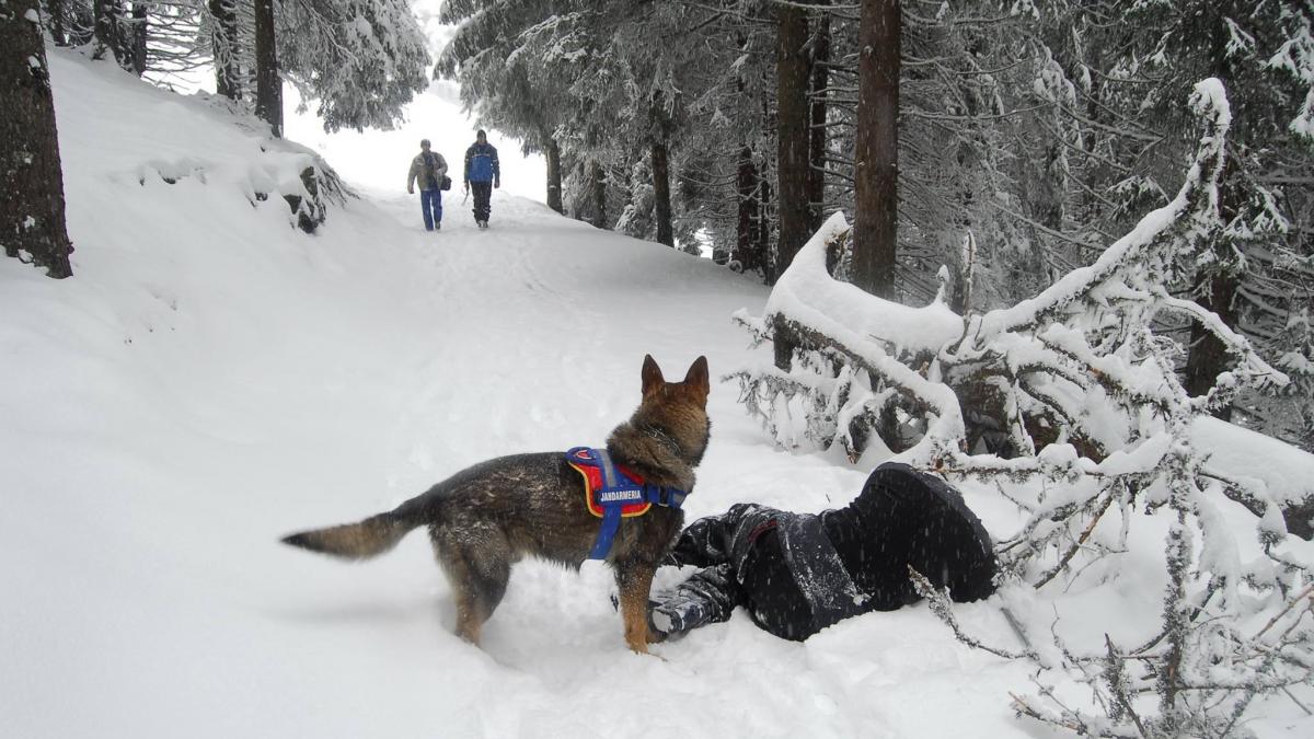 are varsta unui prescolar si a salvat deja mai multe vieti omenesti jandarmeria romana a postat