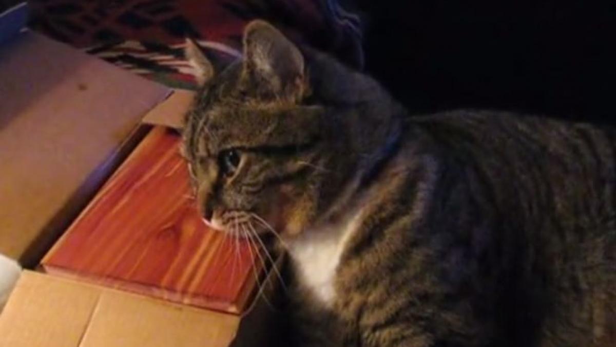 caine mort reactie pisica