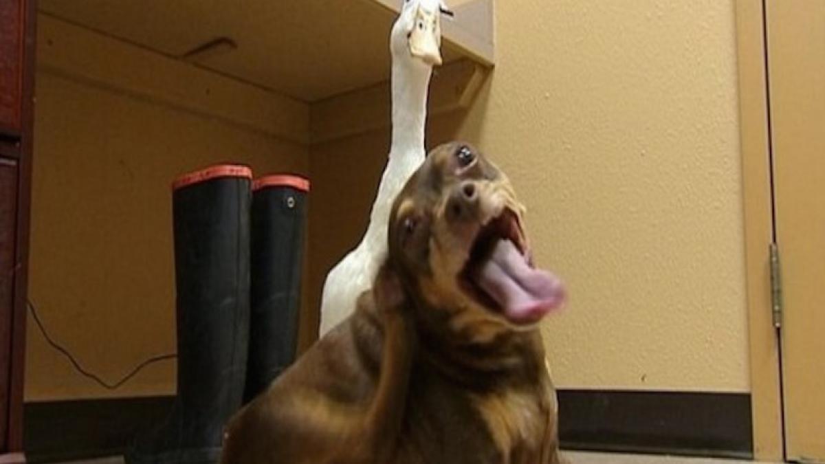 caine rata prietenie