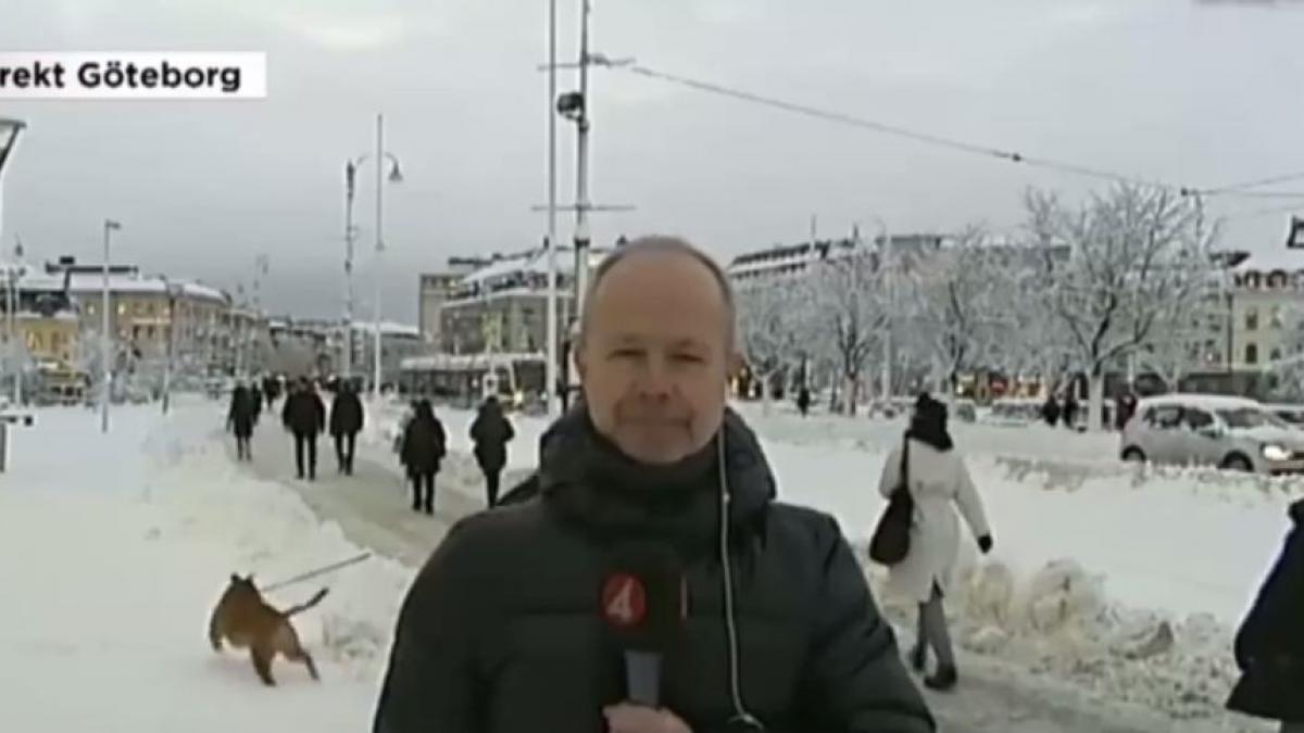 episod jenant la tv ce se intampla cand un reporter anunta ca zapada a paralizat sistemul de