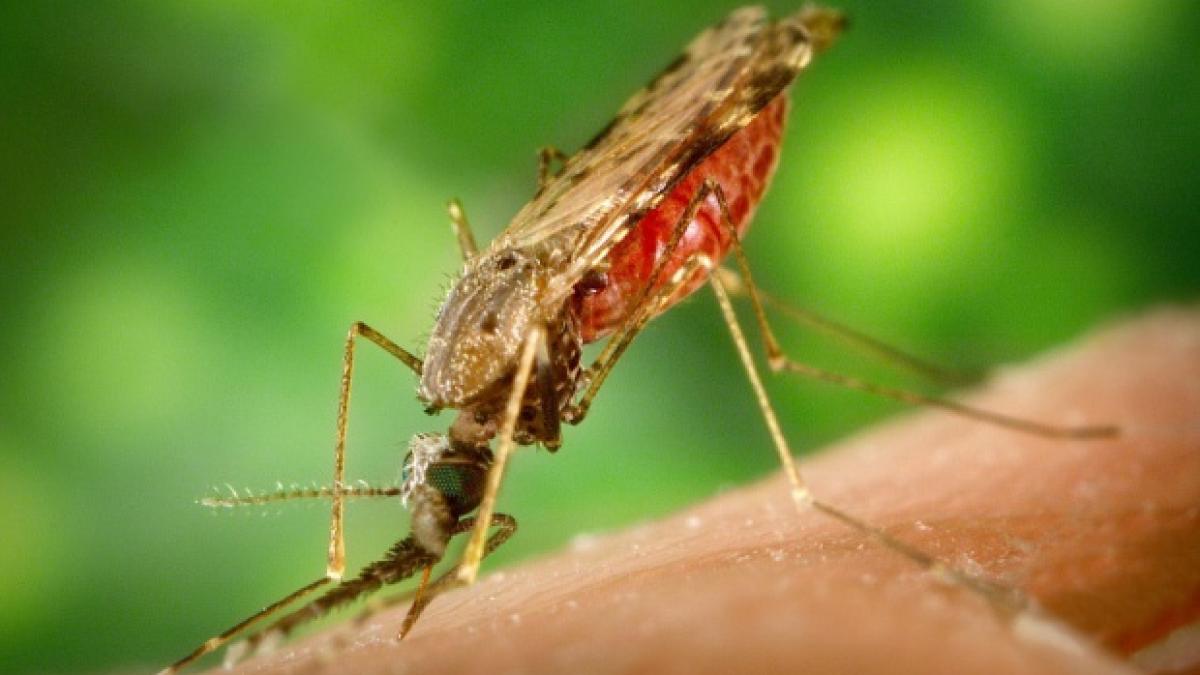 masini zica retrase virus zika