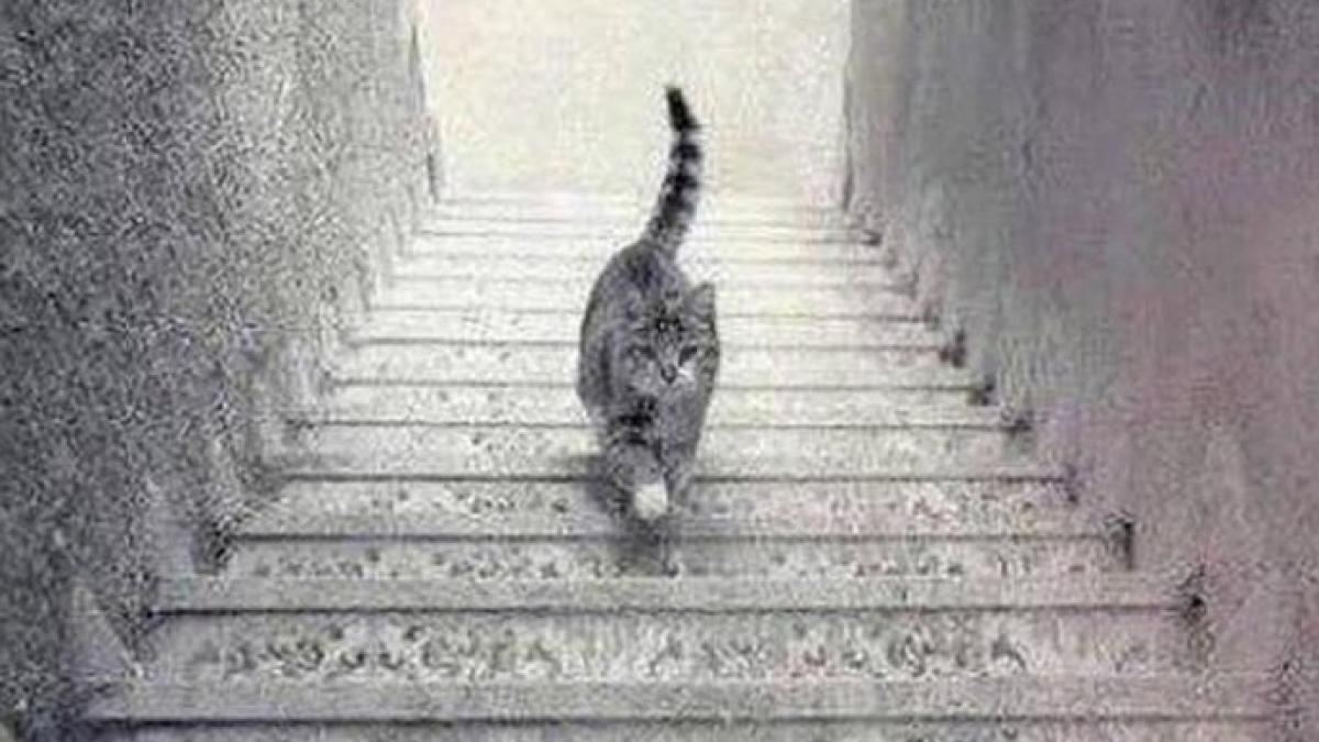 test pisica din imagine urca sau coboara