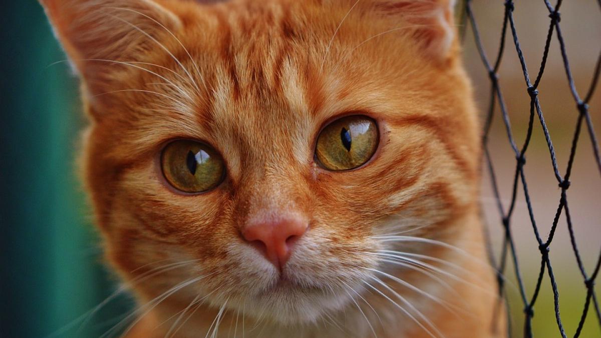 epopeea pisicii blocate intr un magazin sigilat de anaf