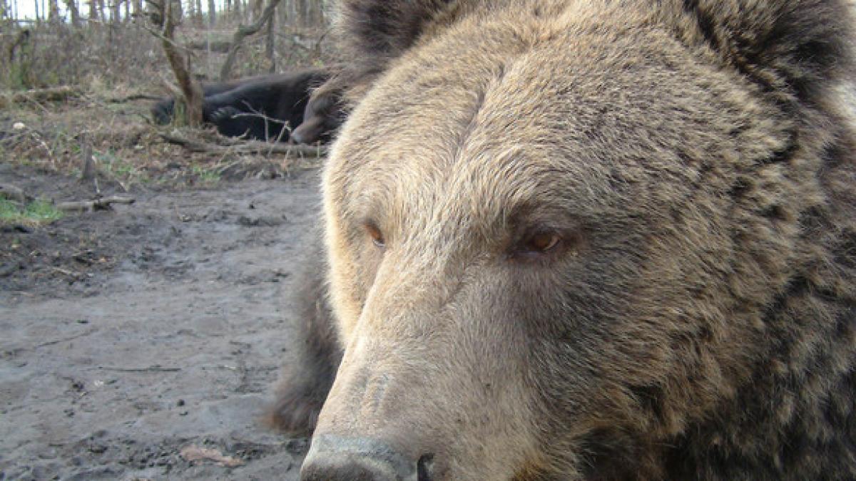 padurar harghita atacat de urs