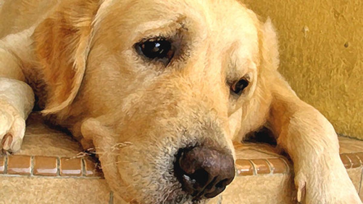 specialistii au decretat un fenomen ingrijorator pentru omenire ii deprima pe caini