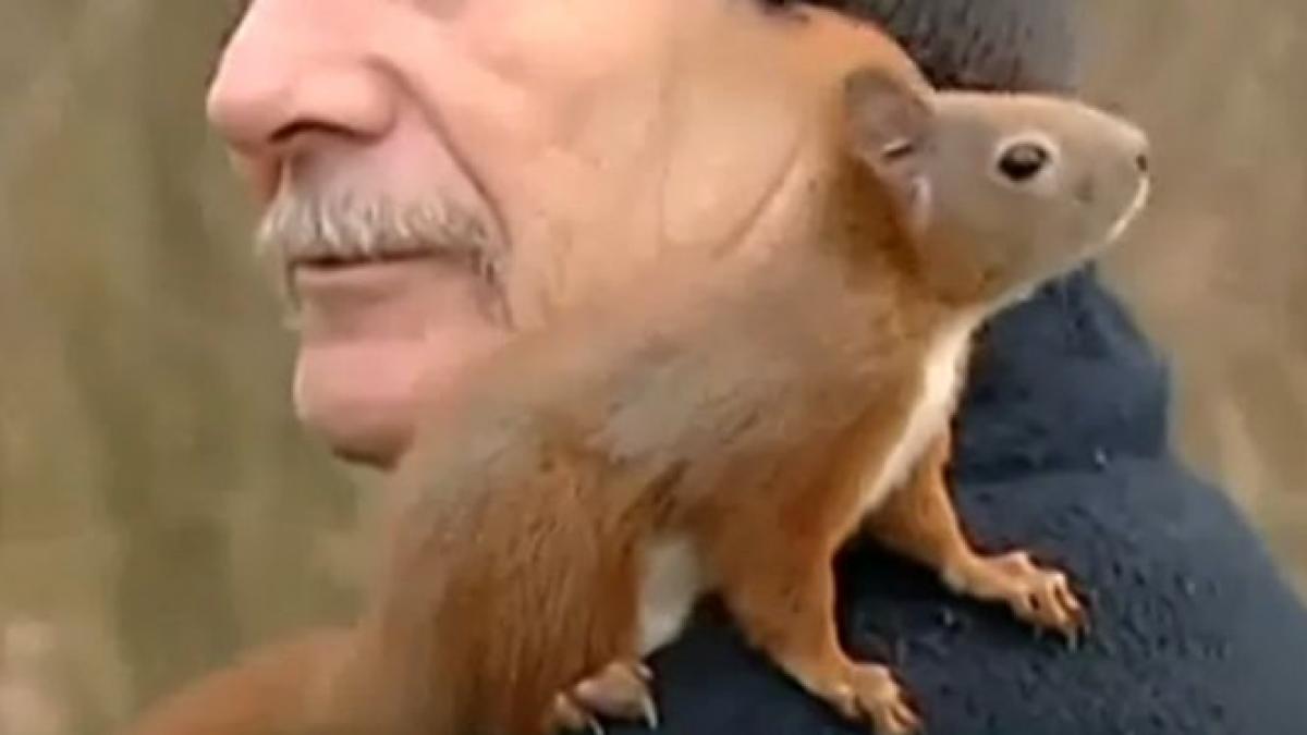 veverita cea mai buna prietena a omului