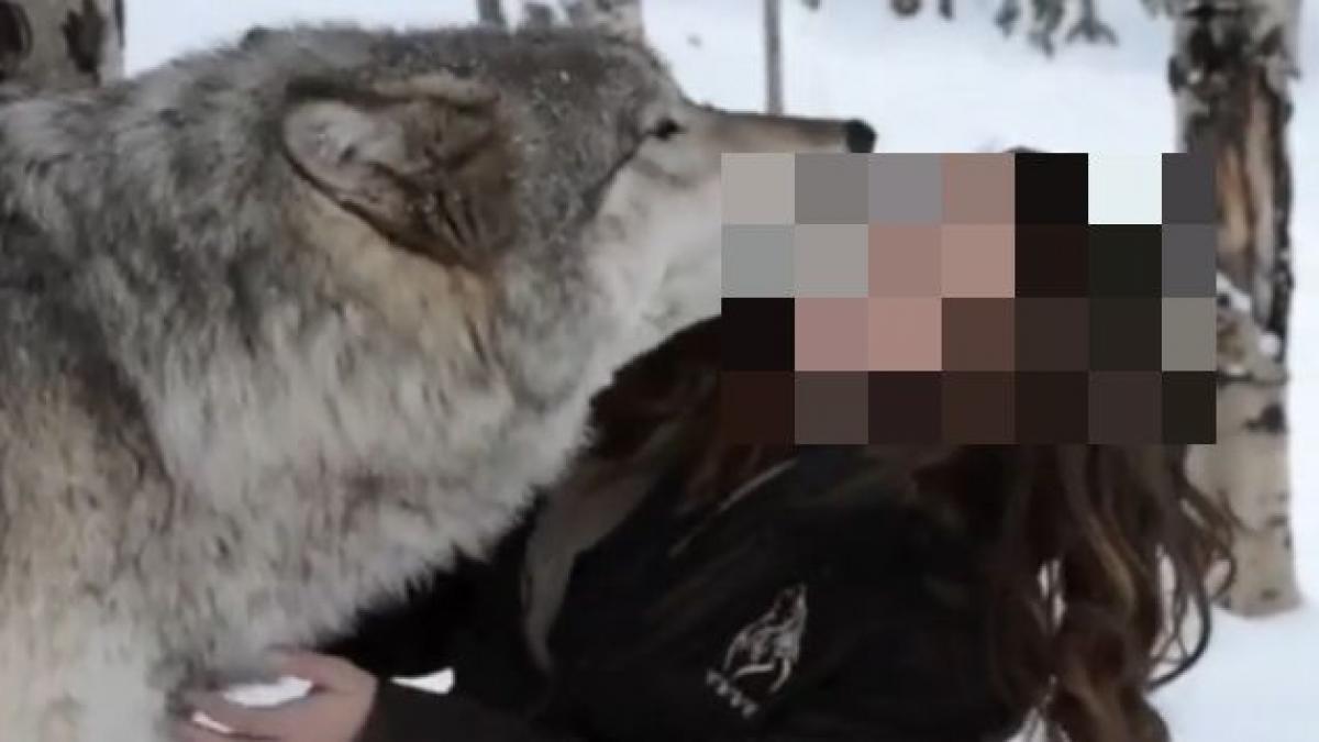 lup padure video viral