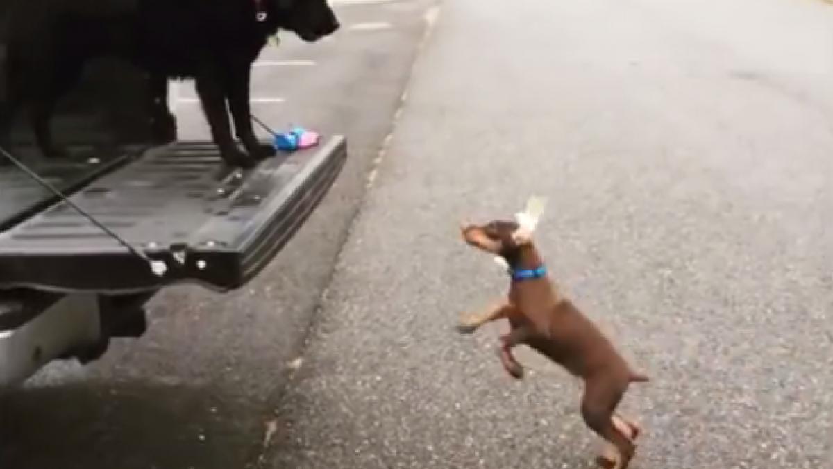 asa se face un salt video