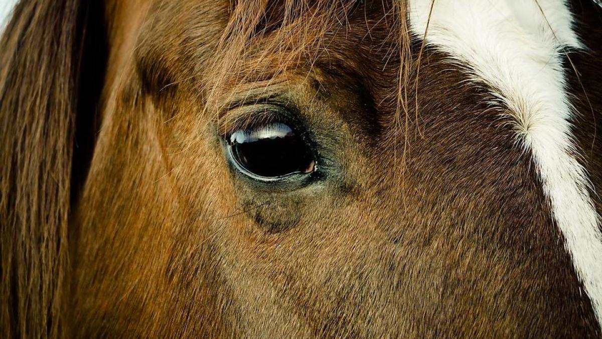 caii au invatat sa ne citeasca sentimentele dupa fata