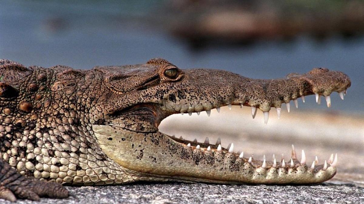 zoo tragedie in mexic 124 de crocodili au murit striviti si sufocati