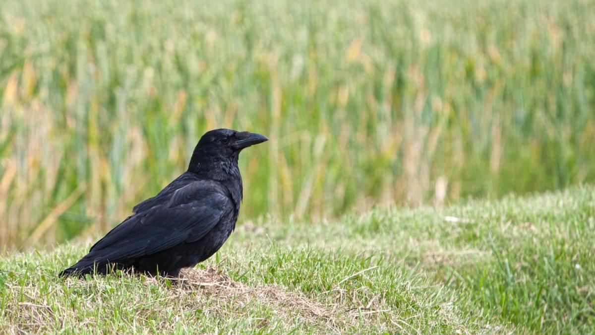 o cioara a devenit mascota orasului arad
