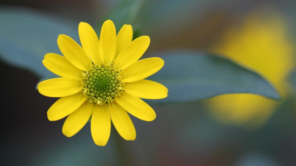 februarie aprilie meteo prognoza cald